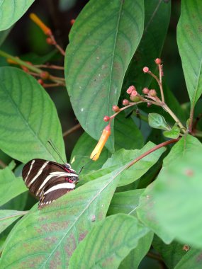 Zebra Longwing Butterfy Firebush tesisi