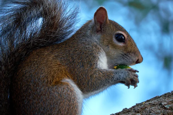 Close-up van eekhoorn eten Acorn in profiel — Stockfoto