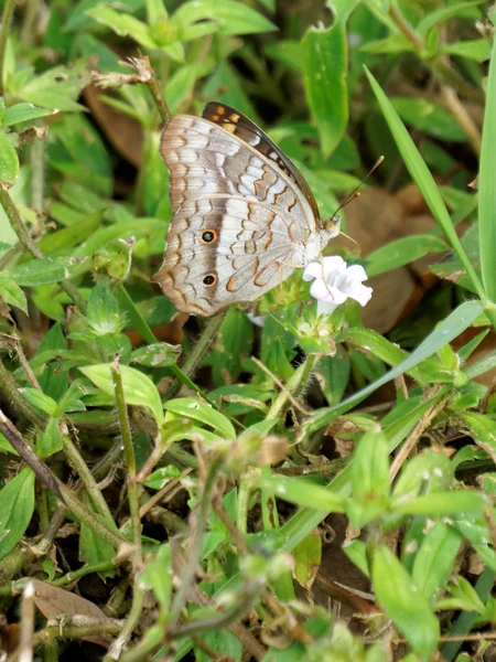 Білий павич метелик на диких квітів — стокове фото