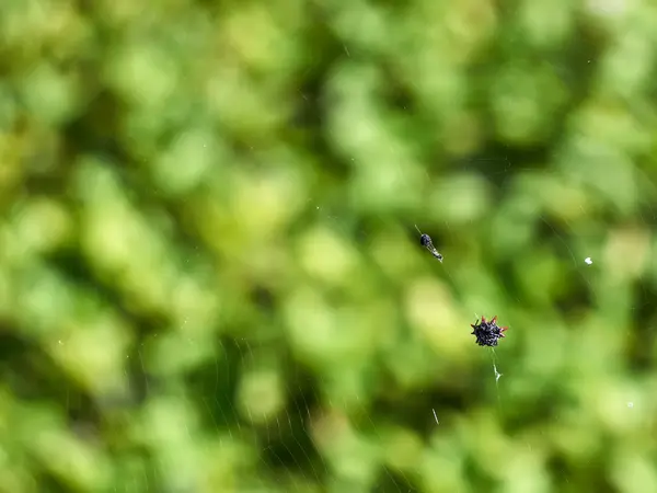 Web 上的圆球韦弗蜘蛛 — 图库照片