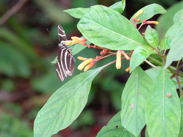 Firebush 植物上的斑马 Longwing Butterfy — 图库照片