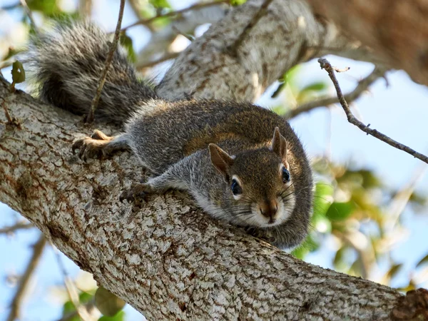 Écureuil curieux regardant d'en haut — Photo
