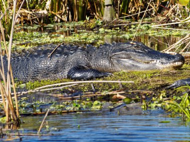 Suya yakın karada büyük Amerikan timsah