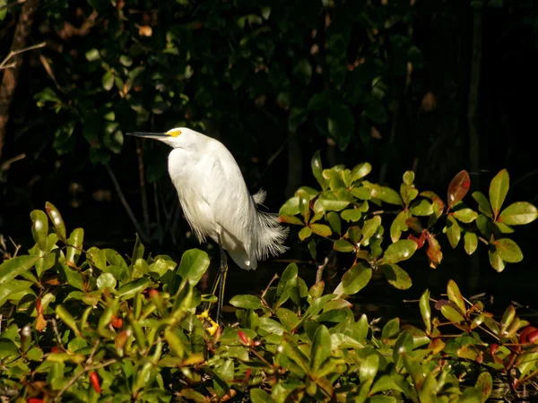 Snowy Egret verloren in gedachte — Stockfoto