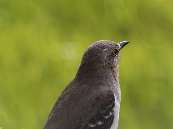 Northern Mockingbird olhando para distância desfocado fundo verde — Fotografia de Stock