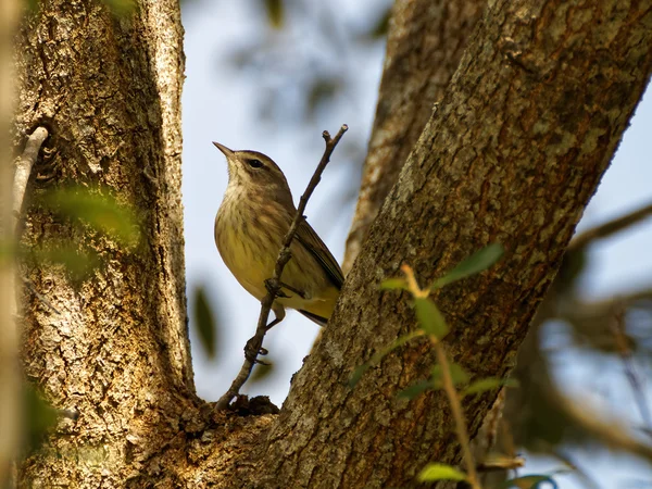 Palm Warbler on Tree — Stock Photo, Image