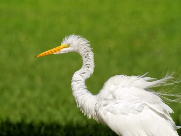 Lähikuva White Great Egret kanssa Ruffled Feathers — kuvapankkivalokuva