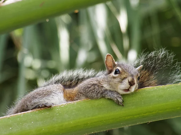 Sleepy Squirrel on Tropical Palm Frond — Stock Photo, Image