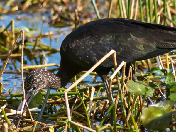 Ibis brillante forrajeando en los humedales de Florida — Foto de Stock