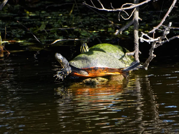 Pair of Cooter Turtles Florida Wetlands — Stok fotoğraf