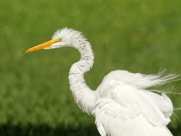 Close up de Branco Grande Egret com Penas Ruffled Fotos De Bancos De Imagens