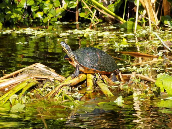 フロリダの湿地でフロリダアカハラガメ ロイヤリティフリーのストック写真