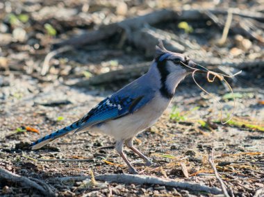 İnşaat için hazırlanıyor