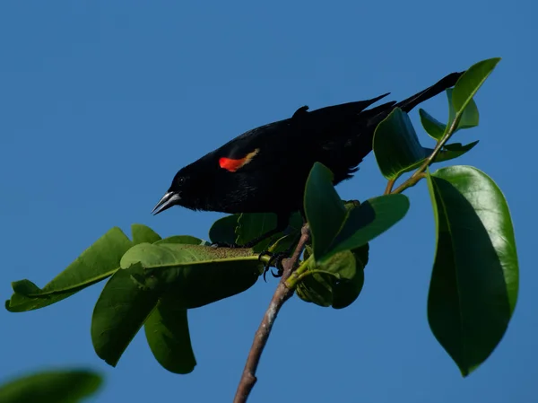 Pájaro negro alado rojo macho — Foto de Stock