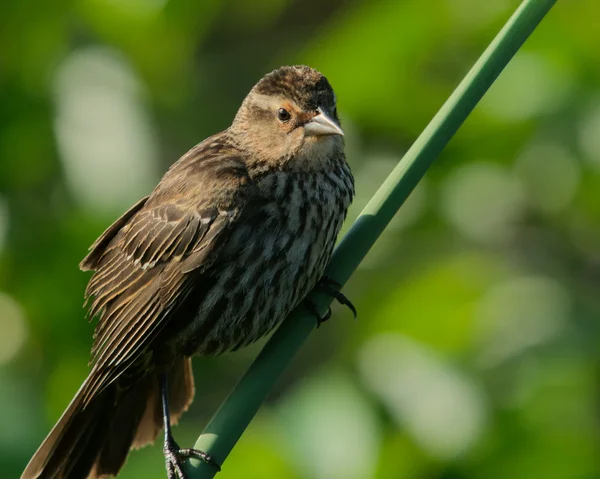 Rotflügelamsel — Stockfoto