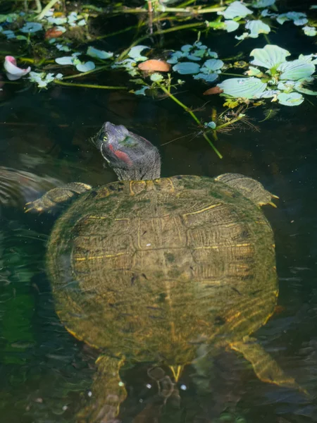 Kırmızı kulaklı kaymak kaplumbağa — Stok fotoğraf