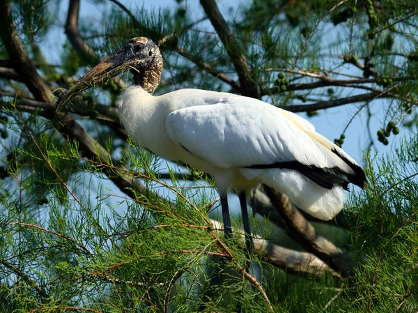 Cigüeña en un árbol — Foto de Stock