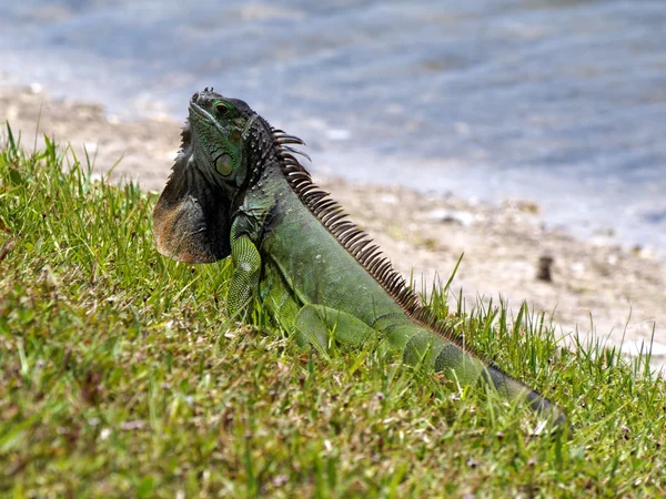 Uyarı Yeşil Iguana ile boyun iguanadan farksız ekranda — Stok fotoğraf