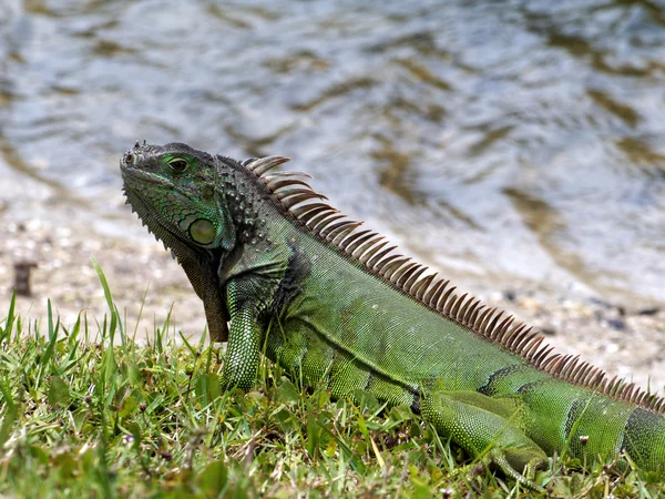 Iguana verde in riva al lago — Foto Stock