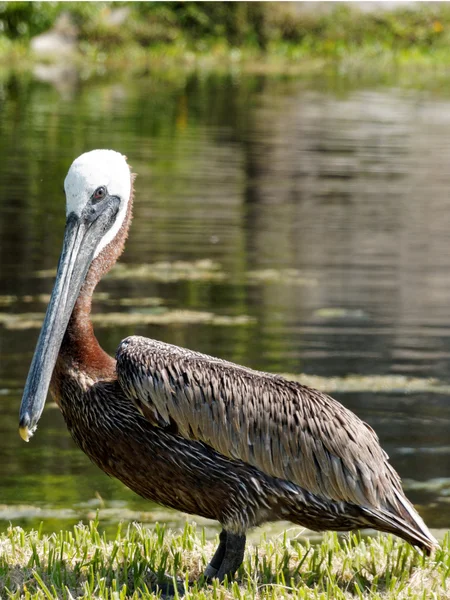 Primo piano di un pellicano marrone — Foto Stock