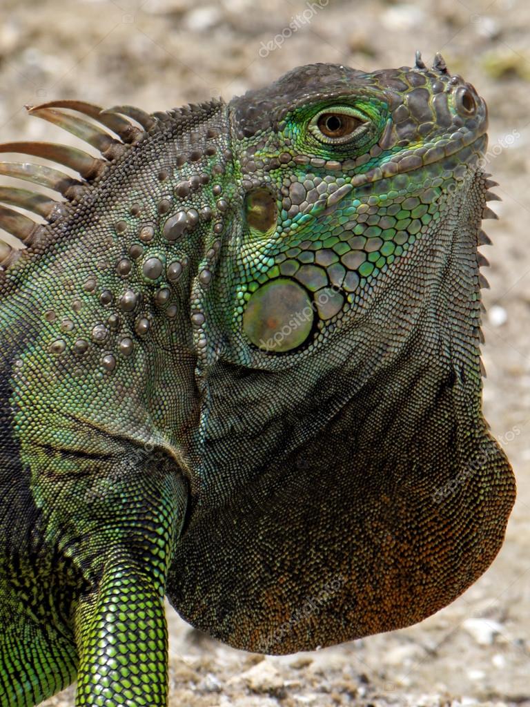 depositphotos_58226145-stock-photo-extreme-closeup-green-iguana-showing.jpg