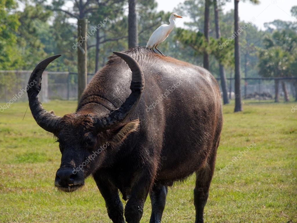 Ankole Watusi Cattle With Hitchhiking Cattle Egret Stock Photo Image By C Jillyafah