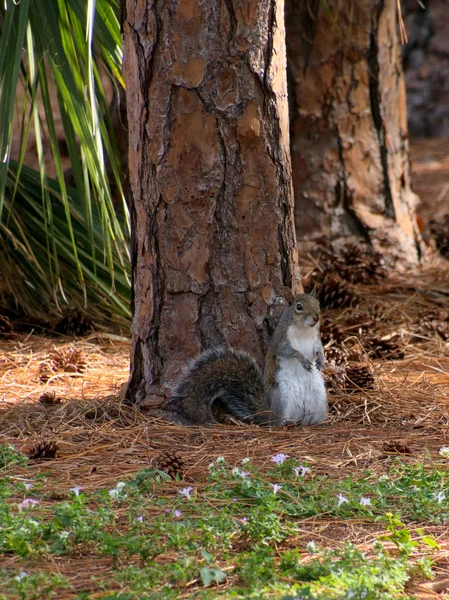 Eastern Grey Squirrel Standing Upright — Stock Photo, Image