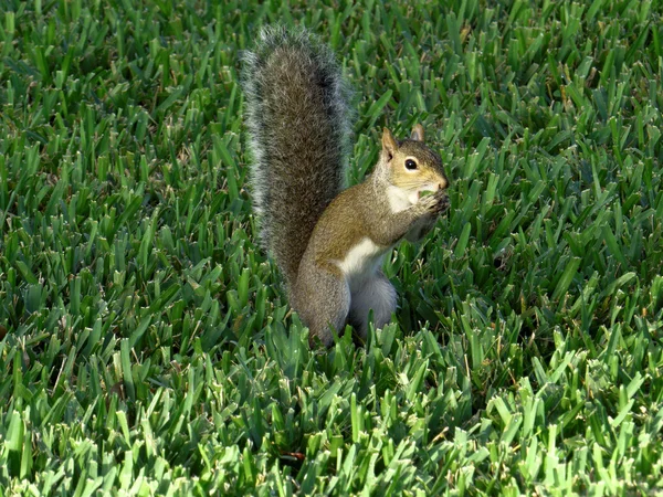 Ardilla comiendo un bocadillo —  Fotos de Stock