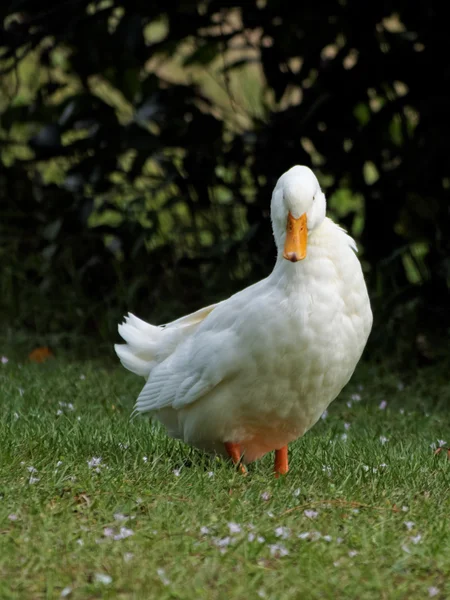 Condescendiente — Foto de Stock