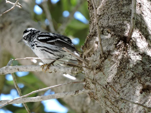 Plumas con volantes - Warbler blanco y negro — Foto de Stock