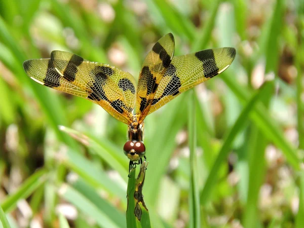 Poserar Halloween vimpel Dragonfly — Stockfoto