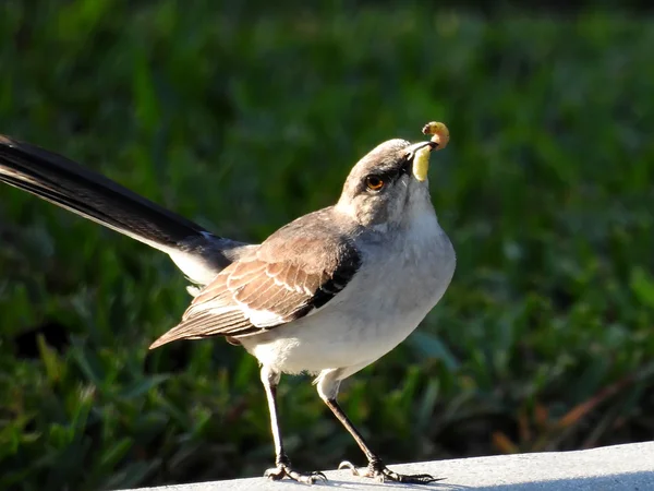 De vroege vogel vangt de worm — Stockfoto