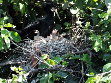 Baba Yılanboyungiller yavru ile