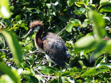 Çocuk üç renk balıkçıl