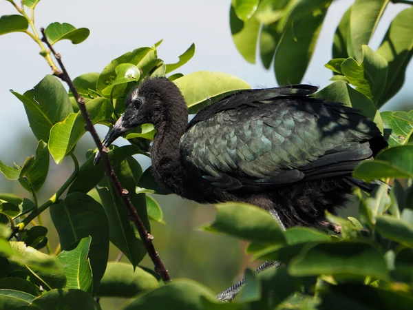 Młodzieńcze Ibis błyszczący — Zdjęcie stockowe