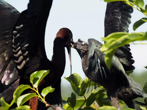 Ibis brillant Nourrir les jeunes dans le nid — Photo