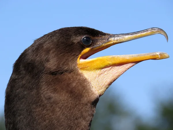 Extrema Fechar-se Double-crested Comorant — Fotografia de Stock