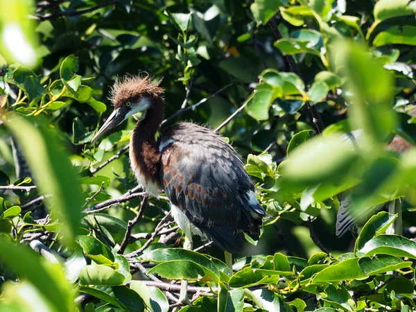 Juvenil Tri-Color Heron — Stockfoto