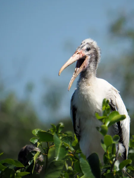 युवा लकड़ी Stork कॉलिंग निकल — स्टॉक फ़ोटो, इमेज