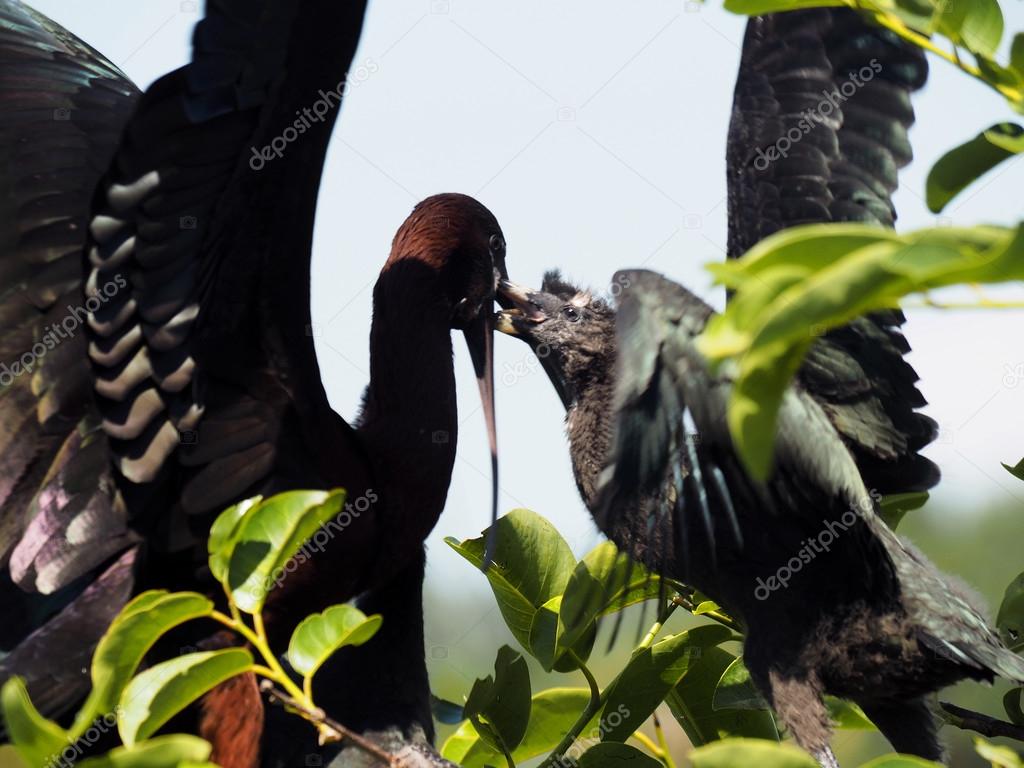 Glossy Ibis Feeding Young in Nest