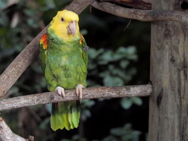 Amazon папуга — стокове фото