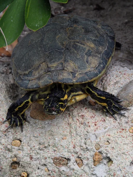 Yarımada Cooter kaplumbağa — Stok fotoğraf