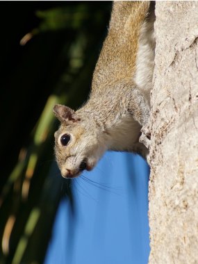 Eastern Grey Squirrel with Berry