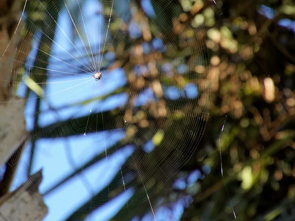Tejedor de orbe espinoso tela de araña — Foto de Stock