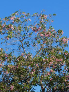 Pembe trompet ağaç yaz çiçek