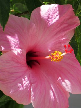 Soluk pembe Hibiscus çiçek