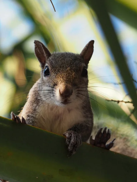 Looking Down Eastern Gray Squirrel — Stock Photo, Image