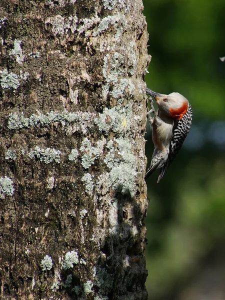 Kırmızı karınlı ağaçkakan kafasına baş aşağı — Stok fotoğraf