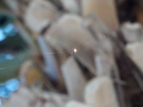 多刺的 Orb Weaver 蜘蛛接近猎物 — 图库照片