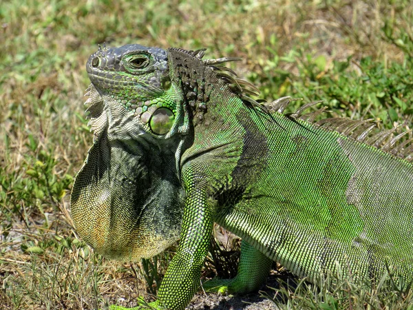 绿鬣蜥扩展颈部赘肉特写 — 图库照片